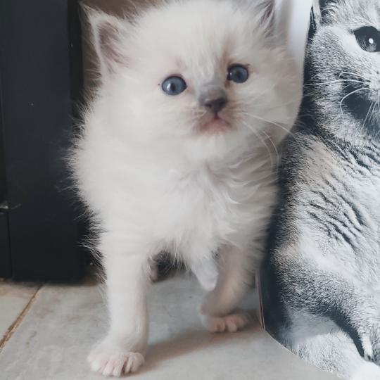chaton Ragdoll blue point mitted Bono Chatterie Echo de Narcisse blue point mitted
