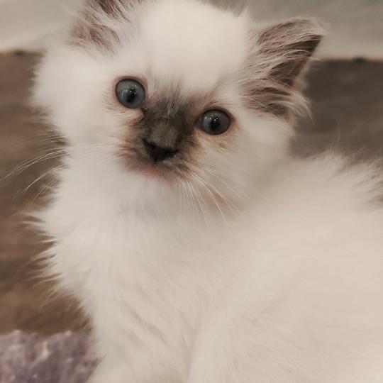 chaton Ragdoll blue point mitted Bono Chatterie Echo de Narcisse blue point mitted