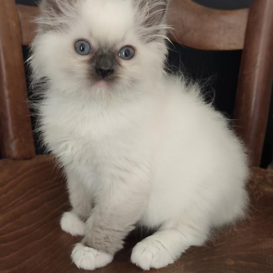 chaton Ragdoll blue point mitted Bono Chatterie Echo de Narcisse blue point mitted