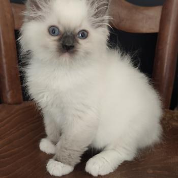 Echo de Narcisse Bono Mâle Ragdoll