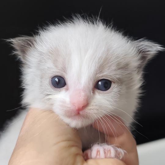 chaton Ragdoll blue point bicolor Boreal Chatterie Echo de Narcisse blue point bicolor