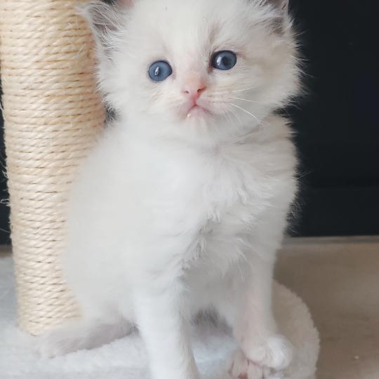 chaton Ragdoll blue point bicolor Boreal Chatterie Echo de Narcisse blue point bicolor
