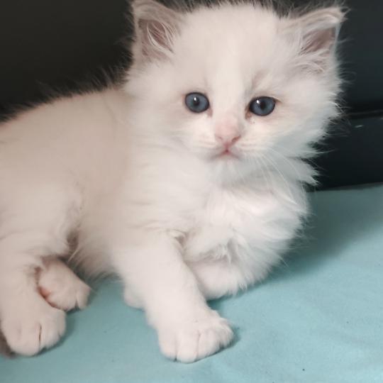chaton Ragdoll blue point bicolor Boreal Chatterie Echo de Narcisse blue point bicolor