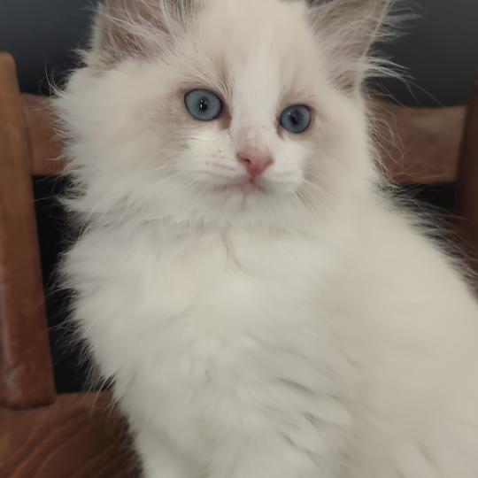 chaton Ragdoll blue point bicolor Boreal Chatterie Echo de Narcisse blue point bicolor