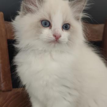 Echo de Narcisse Boreal Mâle Ragdoll