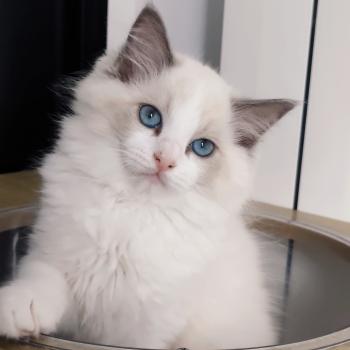 Echo de Narcisse Boreal Mâle Ragdoll