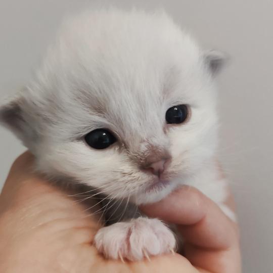 chaton Ragdoll point Brontë Chatterie Echo de Narcisse blue tabby point mitted