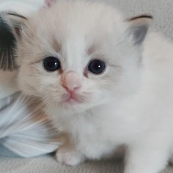 Echo de Narcisse Brontë Femelle Ragdoll