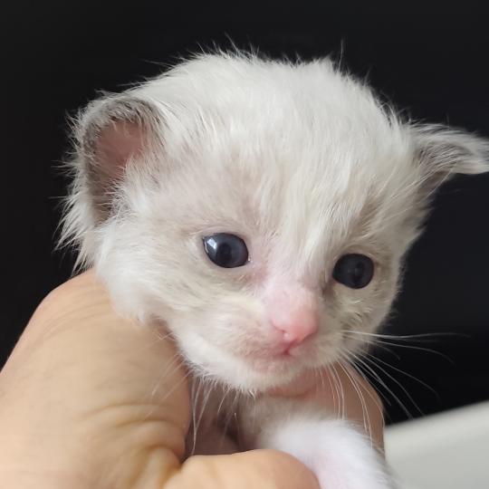 chaton Ragdoll blue point bicolor Byrds Chatterie Echo de Narcisse blue point bicolor