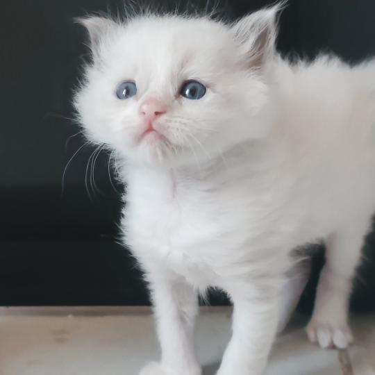 chaton Ragdoll blue point bicolor Byrds Chatterie Echo de Narcisse blue point bicolor