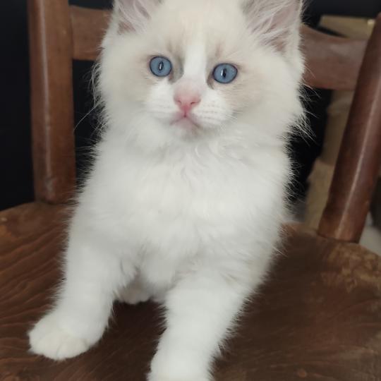 chaton Ragdoll blue point bicolor Byrds Chatterie Echo de Narcisse blue point bicolor