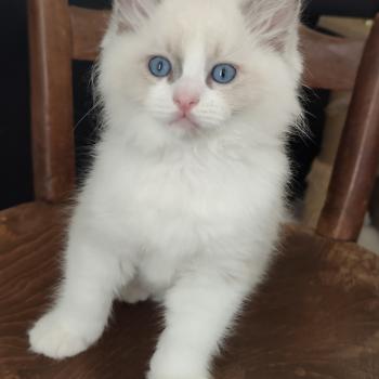 Echo de Narcisse Byrds Mâle Ragdoll