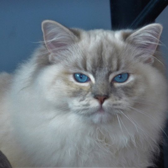 chat Ragdoll blue tortie tabby mitted Ramona lazur Eyes *PL Chatterie Echo de Narcisse blue tortie tabby point mitted