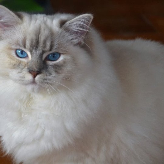 chat Ragdoll blue tortie tabby mitted Ramona lazur Eyes *PL Chatterie Echo de Narcisse blue tortie tabby point mitted