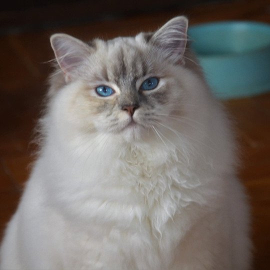 chat Ragdoll blue tortie tabby mitted Ramona lazur Eyes *PL Chatterie Echo de Narcisse blue tortie tabby point mitted