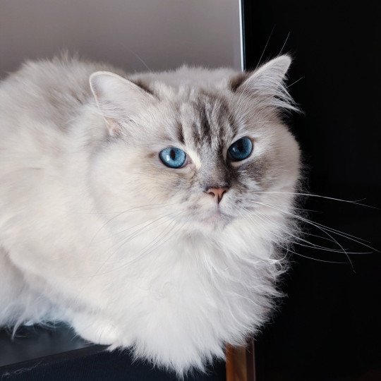 chat Ragdoll blue tortie tabby mitted Ramona lazur Eyes *PL Chatterie Echo de Narcisse blue tortie tabby point mitted