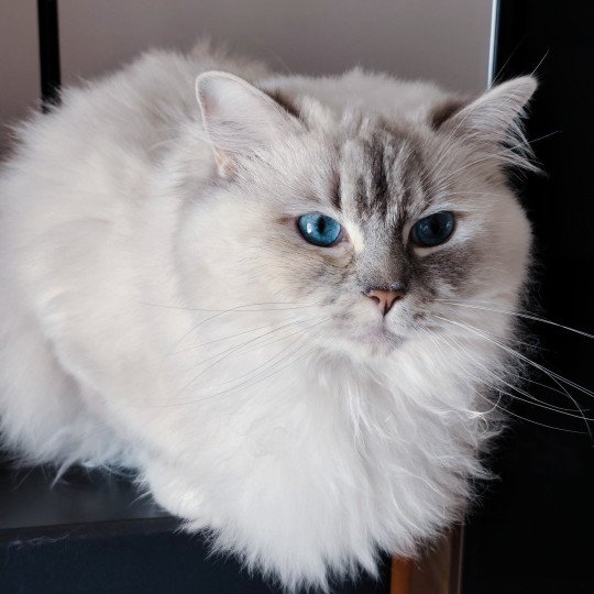 chat Ragdoll blue tortie tabby mitted Ramona lazur Eyes *PL Chatterie Echo de Narcisse blue tortie tabby point mitted