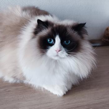 Rmine de la vézère Femelle Ragdoll