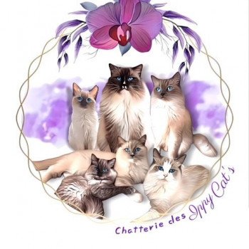 Chatterie des Ippy Cat’s