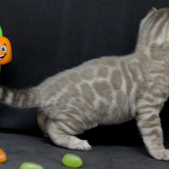 Zara Femelle Bengal