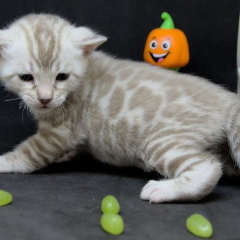 Yuna Femelle Bengal