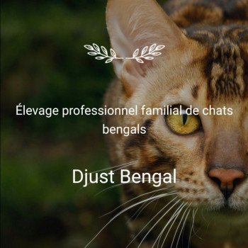 Djust Bengal