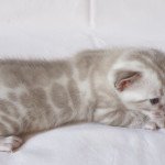 Shany Femelle Bengal Shany Femelle Bengal