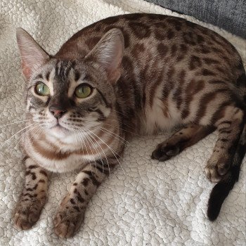 Mura Bengal