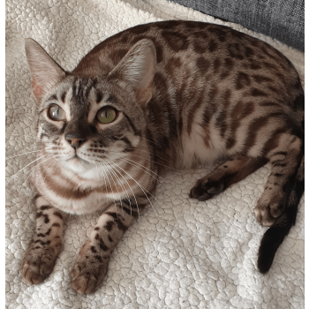 chat alpes maritimes