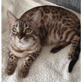 Mura Bengal