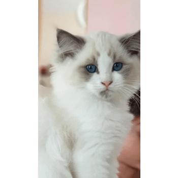 Les Ragdolls Des Champs D Olympe Elevage De Chat Ragdoll Les Ragdolls Des Champs D Olympe Elevage De Chat Ragdoll