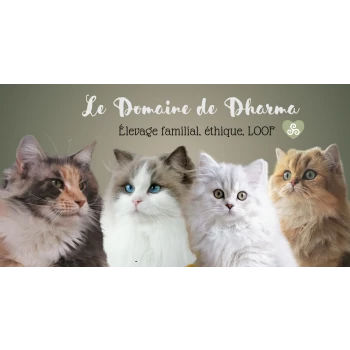 Chatterie du Domaine de Dharma #BZH