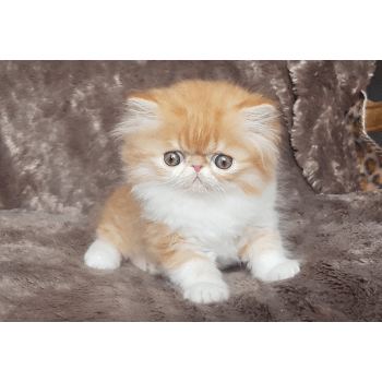 Chatterie La Jonquiere Elevage De Chat Persan Exotic Shorthair