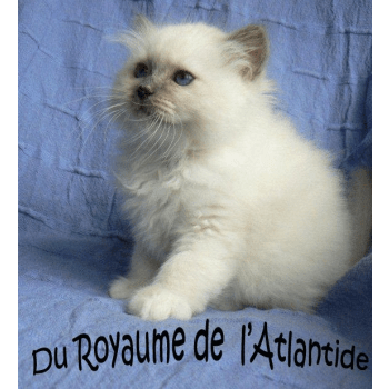 chat puy de dome