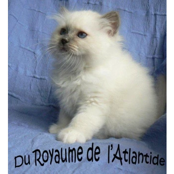 Chatterie du Royaume de l’Atlantide