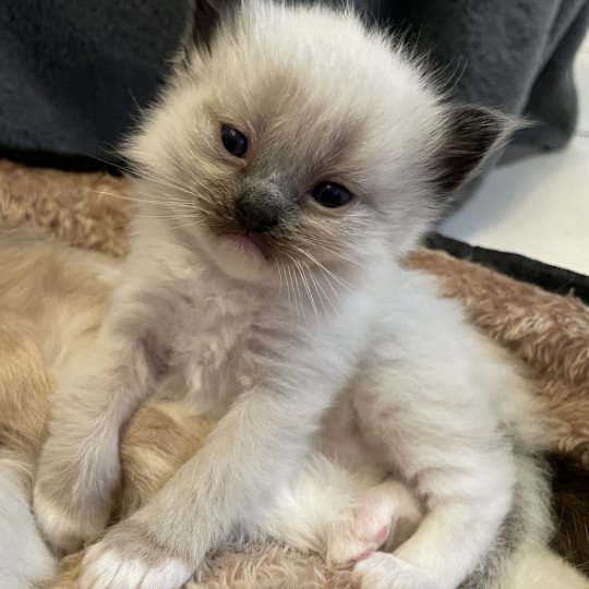 chaton Ragdoll seal point mitted Blanc Les Ragdolls de la Croisette seal point mitted