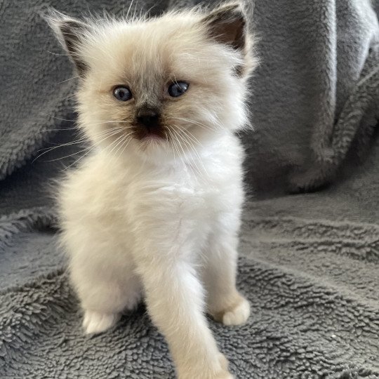 chaton Ragdoll seal point mitted Blanc Les Ragdolls de la Croisette seal point mitted