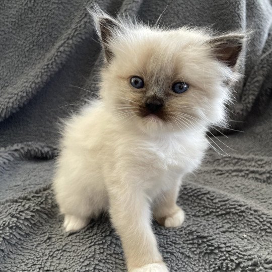 chaton Ragdoll seal point mitted Blanc Les Ragdolls de la Croisette seal point mitted