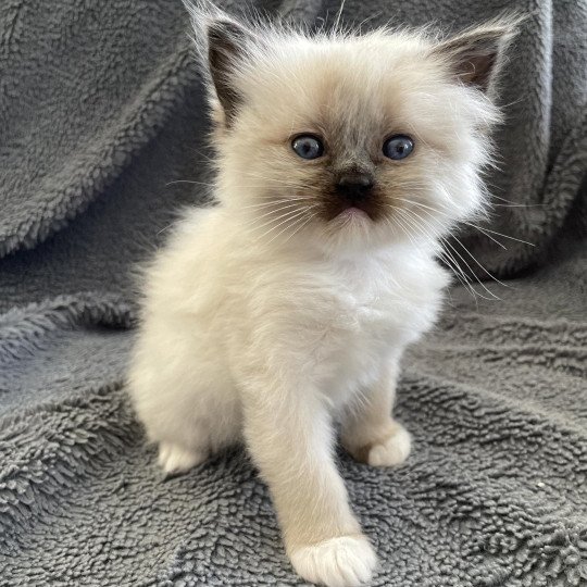 chaton Ragdoll seal point mitted Blanc Les Ragdolls de la Croisette seal point mitted