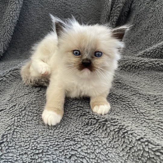 chaton Ragdoll seal point mitted Blanc Les Ragdolls de la Croisette seal point mitted