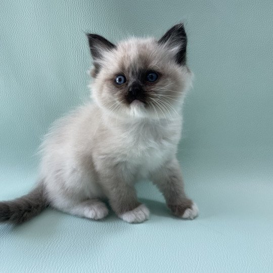 chaton Ragdoll seal point mitted Blanc Les Ragdolls de la Croisette seal point mitted