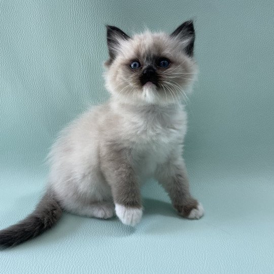chaton Ragdoll seal point mitted Blanc Les Ragdolls de la Croisette seal point mitted