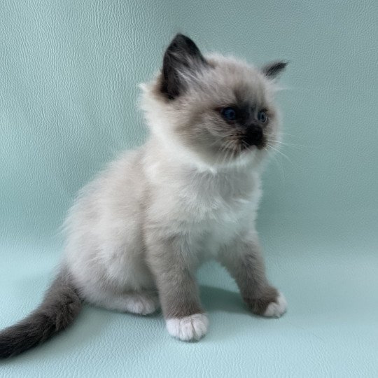 chaton Ragdoll seal point mitted Blanc Les Ragdolls de la Croisette seal point mitted