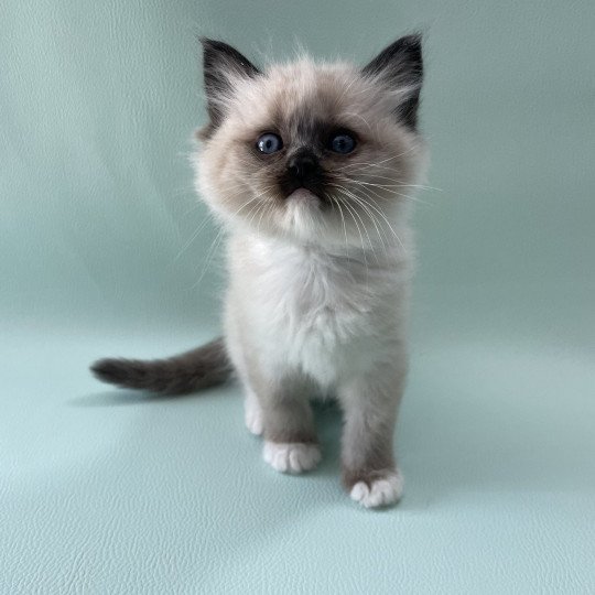 chaton Ragdoll seal point mitted Blanc Les Ragdolls de la Croisette seal point mitted