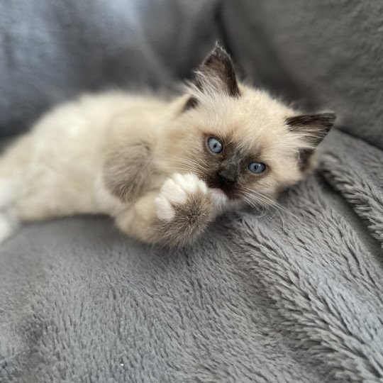 chaton Ragdoll seal point mitted Blanc Les Ragdolls de la Croisette seal point mitted