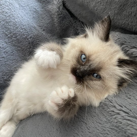 chaton Ragdoll seal point mitted Blanc Les Ragdolls de la Croisette seal point mitted