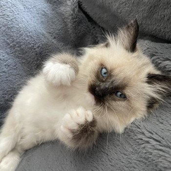 Uliane Blanc De La Croisette Femelle Ragdoll