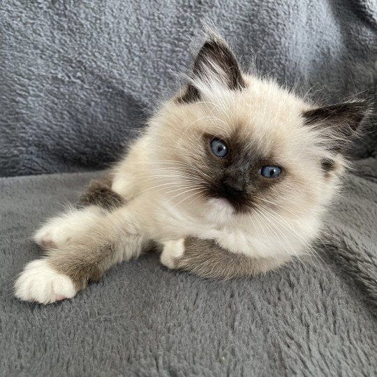 chaton Ragdoll seal point mitted Blanc Les Ragdolls de la Croisette seal point mitted