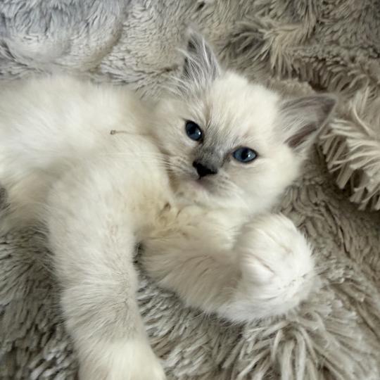 chaton Ragdoll blue point mitted Bleu Les Ragdolls de la Croisette blue point mitted