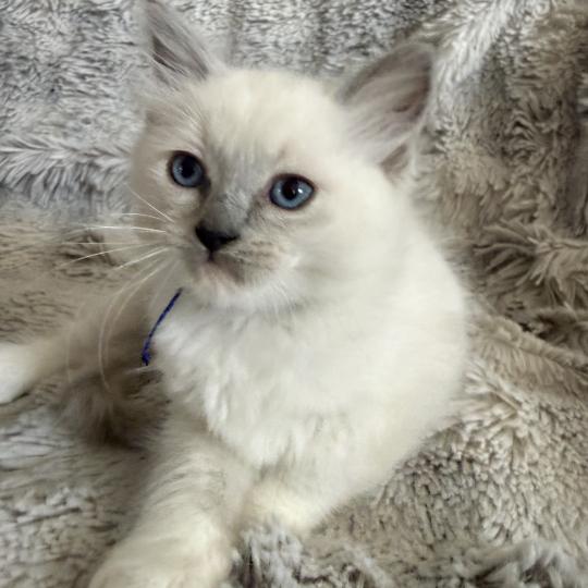 chaton Ragdoll blue point mitted Bleu Les Ragdolls de la Croisette blue point mitted